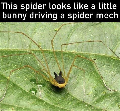 This Tiny Arachnid With a Black Bunny Head Is Totally